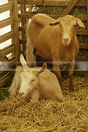 The Alresford Agricultural Show Tichbourne on Saturday 2013.09.07 www.polopictures.co.uk