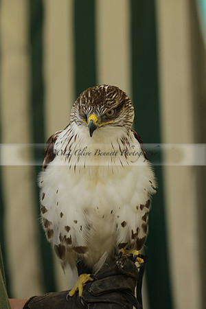 The Alresford Agricultural Show Tichbourne on Saturday 2013.09.07 www.polopictures.co.uk