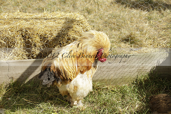 The Alresford Agricultural Show Tichbourne on Saturday 2013.09.07 www.polopictures.co.uk