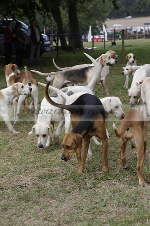The Alresford Agricultural Show Tichbourne on Saturday 2013.09.07 www.polopictures.co.uk
