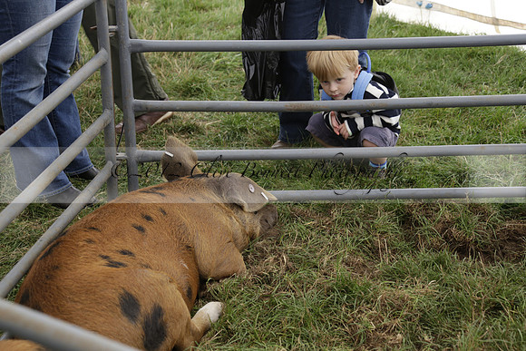 The Alresford Agricultural Show Tichbourne on Saturday 2013.09.07 www.polopictures.co.uk