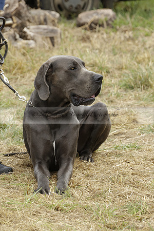 The Alresford Agricultural Show Tichbourne on Saturday 2013.09.07 www.polopictures.co.uk
