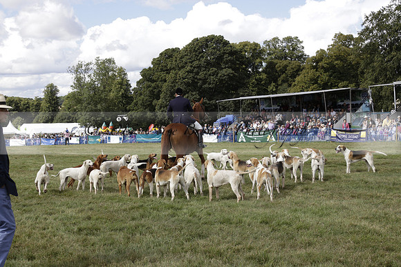 The Alresford Agricultural Show Tichbourne on Saturday 2013.09.07 www.polopictures.co.uk