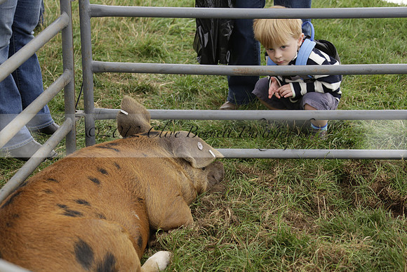 The Alresford Agricultural Show Tichbourne on Saturday 2013.09.07 www.polopictures.co.uk