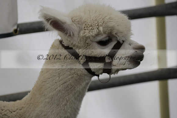 The Alresford Agricultural Show Tichbourne on Saturday 2013.09.07 www.polopictures.co.uk