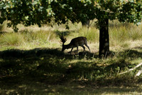 Petworth Deer Park 2025.08.31
