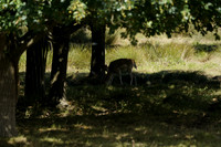 _CAB5522