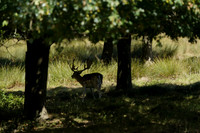 _CAB5529