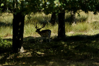 _CAB5531