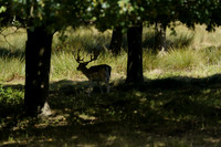 _CAB5532