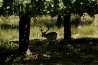 _CAB5534