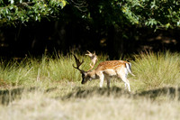 _CAB5537