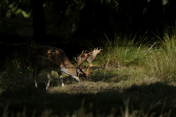 _CAB5546