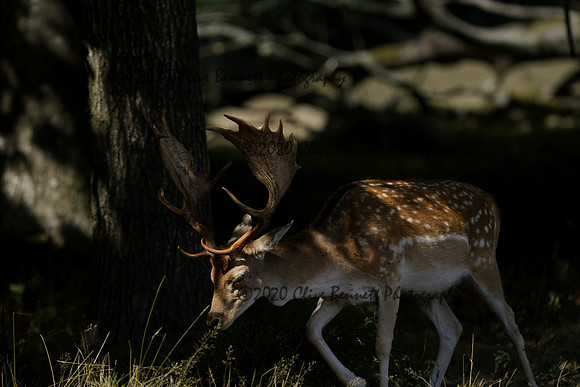 _CAB5595