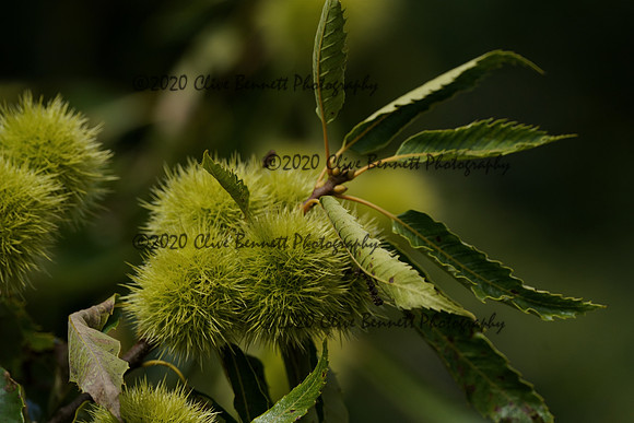 _CAB5617
