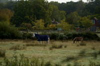 Hampshire Countryside Day 2025.09.14