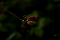 _CAB3922