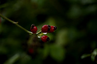 _CAB3923