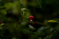 _CAB3925