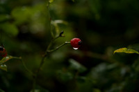 _CAB3926
