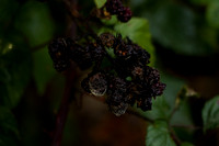 _CAB3930