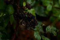 _CAB3929