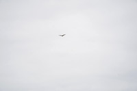 _CAB7045