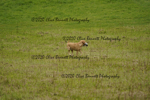 _CAB0960