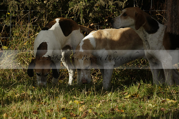 Devon & Somerset StagHounds meet at Five Cross Ways on Thursday 17 October 2013. 2013.10.17 www.polopictures.co.uk