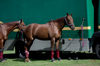 Pluma Negra v Combe on Saturday 08.09.2012 at Cowdray Park Polo