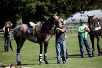 Pluma Negra v Combe on Saturday 08.09.2012 at Cowdray Park Polo