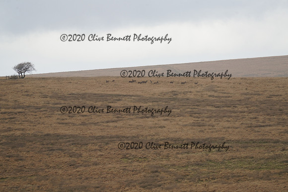 _CAB0079