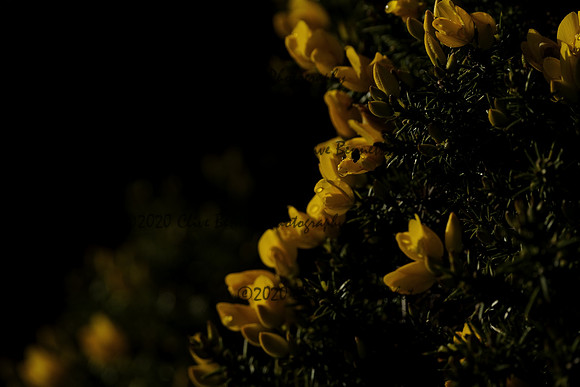 _CAB0109