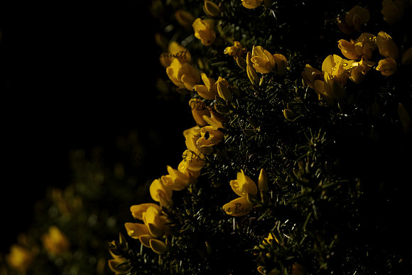 _CAB0110