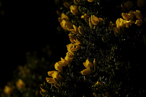 _CAB0111