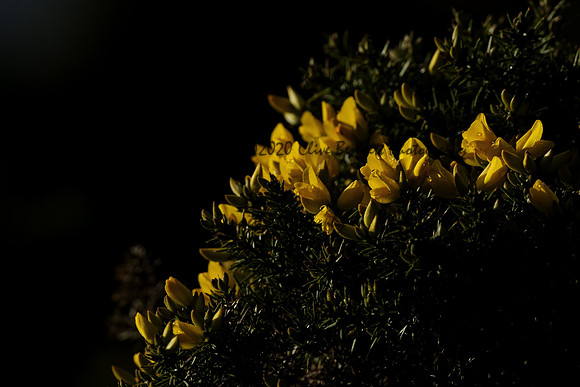 _CAB0118