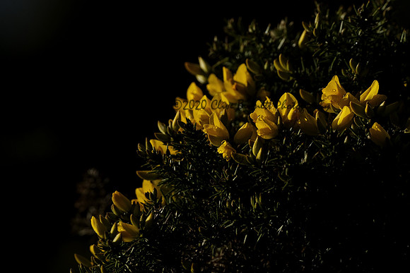 _CAB0119