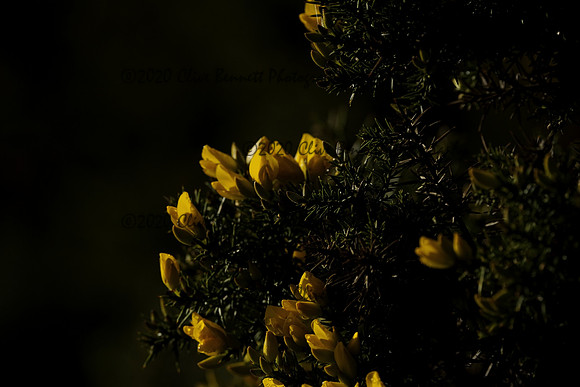 _CAB0121