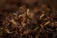 _CAB5667