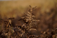 _CAB5664