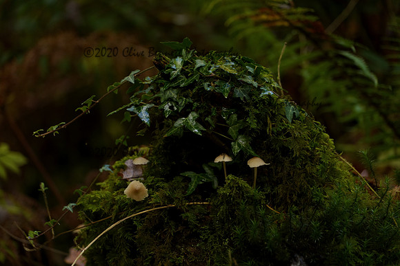 _CAB5801