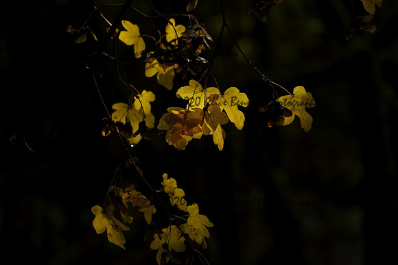 _CAB5934