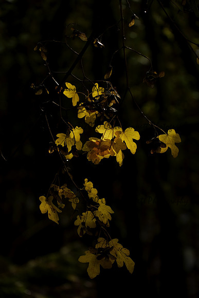 _CAB5935
