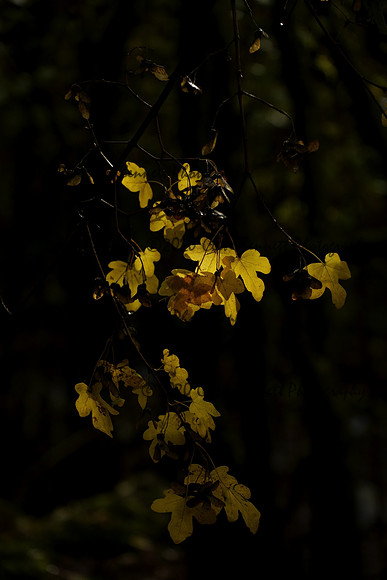 _CAB5937