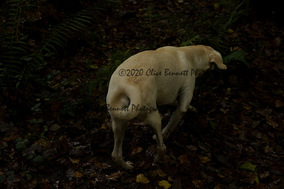 _CAB5982