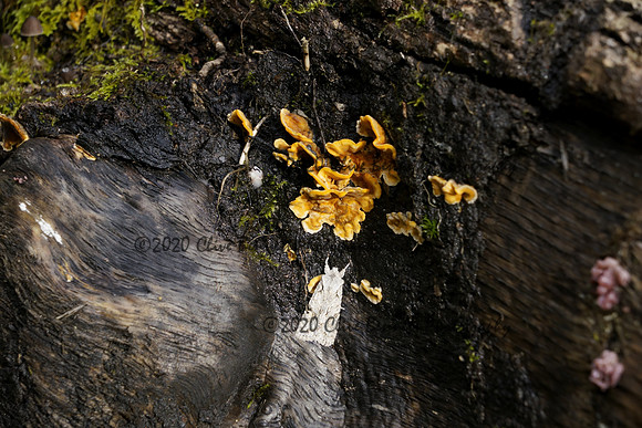 _CAB6100
