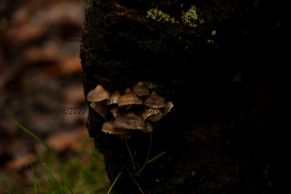 _CAB6145