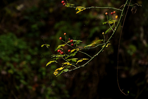 _CAB6385