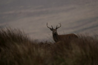 DSSH Meet at Kipscott Farm Monday 27 October 2025