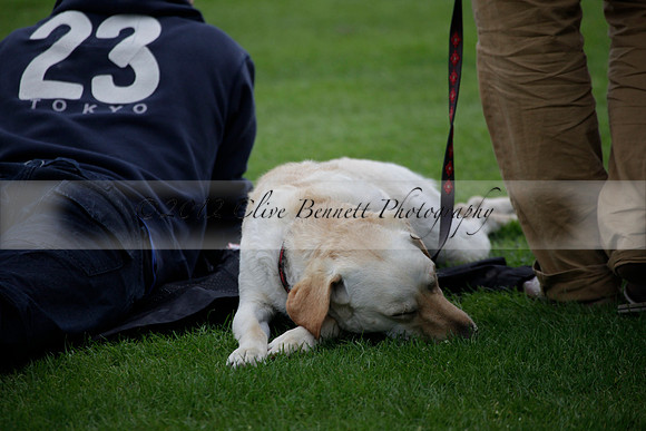 La Bamba de Areco v Richard Mille in a Veuve Clicquot Gold Cup Polo match played on Ambersham 1  on Wednesday 04 July 2012